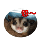 Sugarglider pii-wu（個別スタンプ：5）