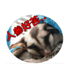 Sugarglider pii-wu（個別スタンプ：7）