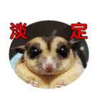 Sugarglider pii-wu（個別スタンプ：8）