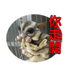 Sugarglider pii-wu（個別スタンプ：11）