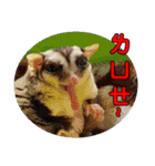 Sugarglider pii-wu（個別スタンプ：13）