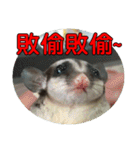 Sugarglider pii-wu（個別スタンプ：14）