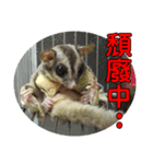 Sugarglider pii-wu（個別スタンプ：17）