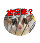 Sugarglider pii-wu（個別スタンプ：19）