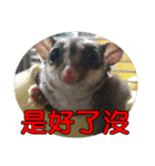 Sugarglider pii-wu（個別スタンプ：21）