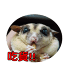 Sugarglider pii-wu（個別スタンプ：23）