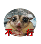 Sugarglider pii-wu（個別スタンプ：24）