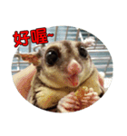 Sugarglider pii-wu（個別スタンプ：25）