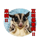 Sugarglider pii-wu（個別スタンプ：26）