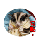 Sugarglider pii-wu（個別スタンプ：28）