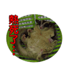 Sugarglider pii-wu（個別スタンプ：31）