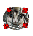 Sugarglider pii-wu（個別スタンプ：32）