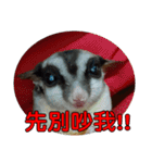 Sugarglider pii-wu（個別スタンプ：33）