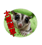 Sugarglider pii-wu（個別スタンプ：36）