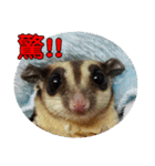 Sugarglider pii-wu（個別スタンプ：38）