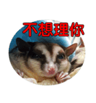 Sugarglider pii-wu（個別スタンプ：39）