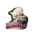 MomoAndo1（個別スタンプ：1）