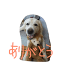 MomoAndo1（個別スタンプ：13）
