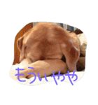 MomoAndo1（個別スタンプ：18）