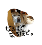 MomoAndo1（個別スタンプ：21）