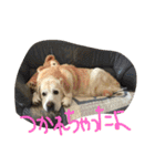 MomoAndo1（個別スタンプ：23）