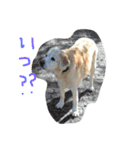 MomoAndo1（個別スタンプ：25）