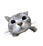 Cat.kana（個別スタンプ：1）