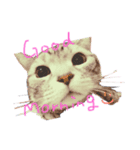 Cat.kana（個別スタンプ：2）