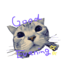 Cat.kana（個別スタンプ：3）