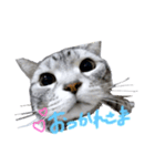 Cat.kana（個別スタンプ：4）