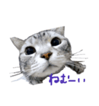 Cat.kana（個別スタンプ：5）