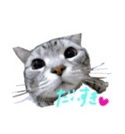 Cat.kana（個別スタンプ：6）