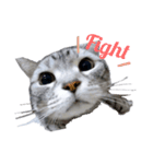 Cat.kana（個別スタンプ：8）