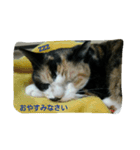 のんびり猫の一日（個別スタンプ：15）