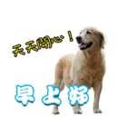 Golden Retriever Story 2（個別スタンプ：1）