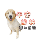 Golden Retriever Story 2（個別スタンプ：2）