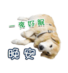 Golden Retriever Story 2（個別スタンプ：3）