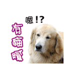 Golden Retriever Story 2（個別スタンプ：4）