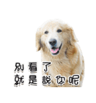 Golden Retriever Story 2（個別スタンプ：5）