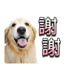 Golden Retriever Story 2（個別スタンプ：7）