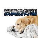 Golden Retriever Story 2（個別スタンプ：9）