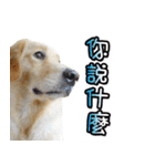 Golden Retriever Story 2（個別スタンプ：12）