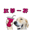 Golden Retriever Story 2（個別スタンプ：21）