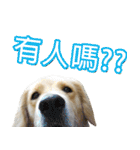 Golden Retriever Story 2（個別スタンプ：22）