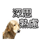 Golden Retriever Story 2（個別スタンプ：23）