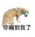 Golden Retriever Story 2（個別スタンプ：25）