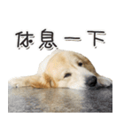 Golden Retriever Story 2（個別スタンプ：30）