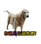 Golden Retriever Story 2（個別スタンプ：31）