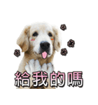 Golden Retriever Story 2（個別スタンプ：33）