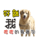 Golden Retriever Story 2（個別スタンプ：35）